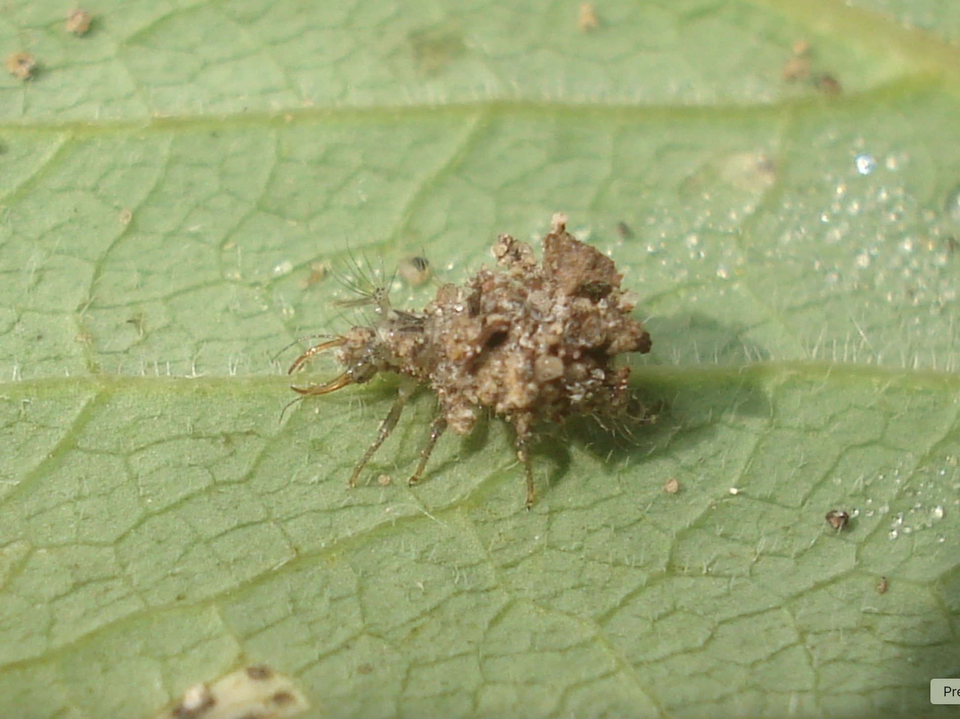 Lacewing larva covered with sand grains on a leaf